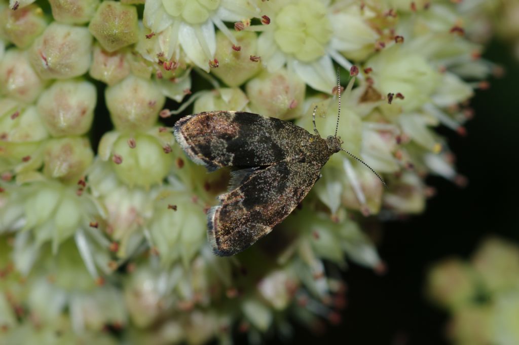 Lepidottero 1 - Anthophila fabriciana,  Choreutidae